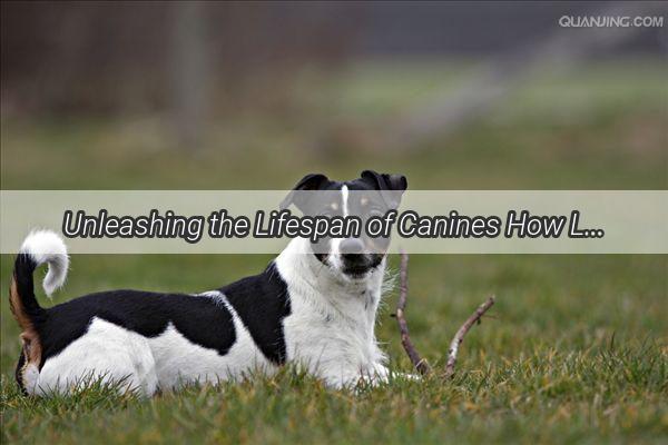 Unleashing the Lifespan of Canines How Long Do Our Furry Companions Roam